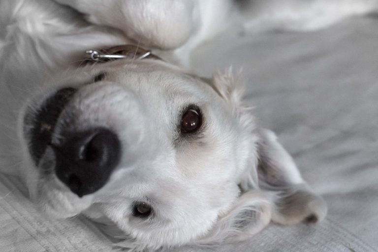 Спасибо! Разжимайте кулаки! © Татьяна Гладченко, 2016