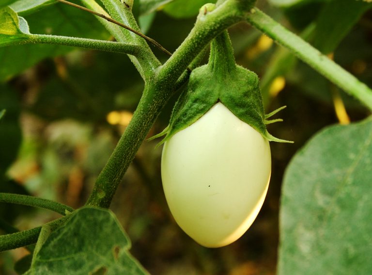 eggplant