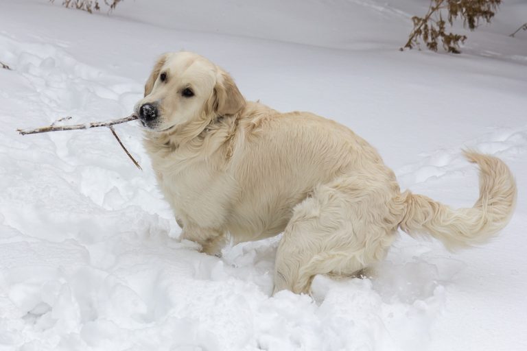 Snow dog © Tatiana Gladchenko