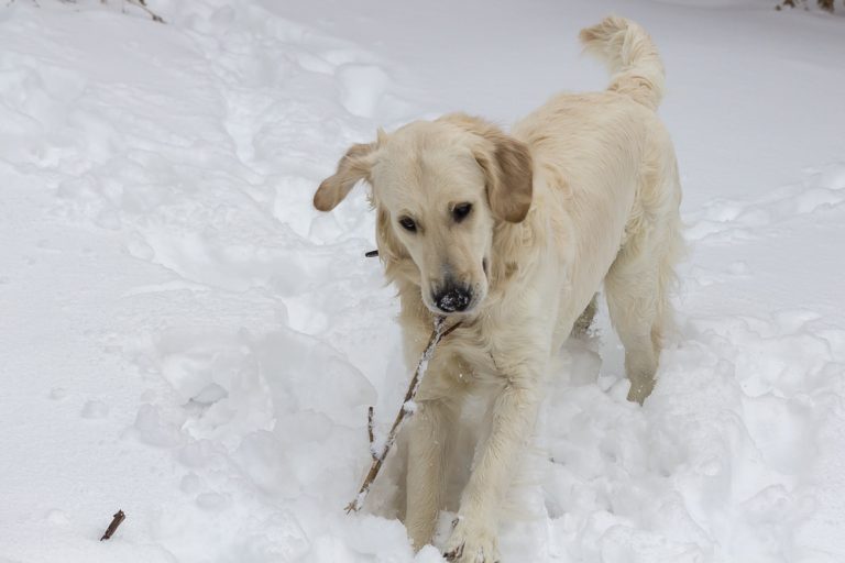 Snow dog © Tatiana Gladchenko