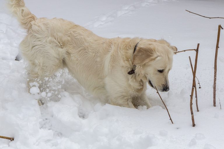 Snow dog © Tatiana Gladchenko