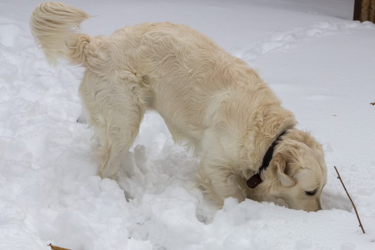 Snow dog © Tatiana Gladchenko