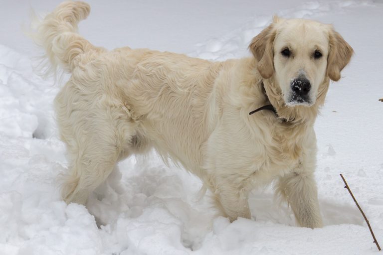 Snow dog © Tatiana Gladchenko