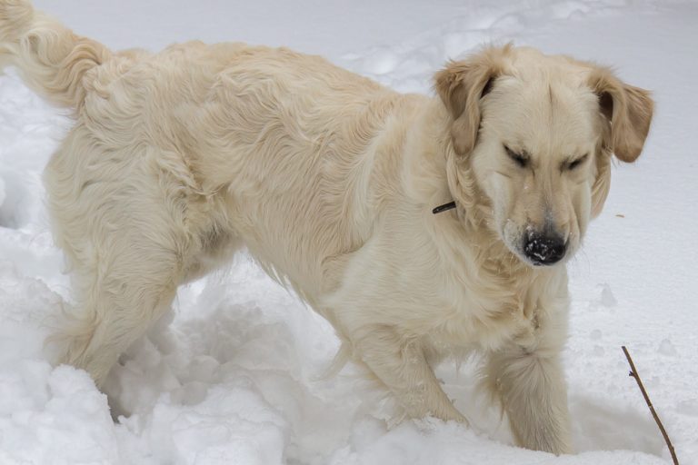 Snow dog © Tatiana Gladchenko