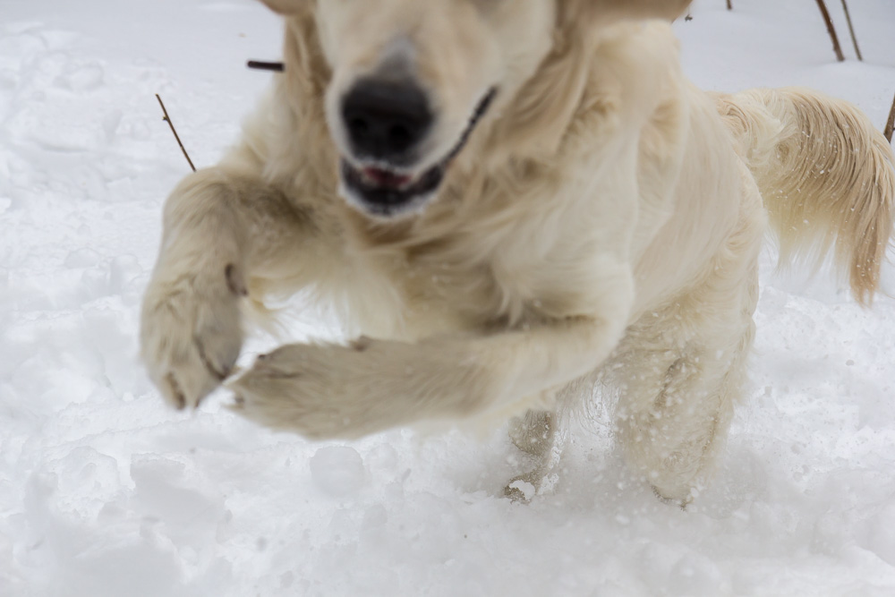Snow dog © Tatiana Gladchenko