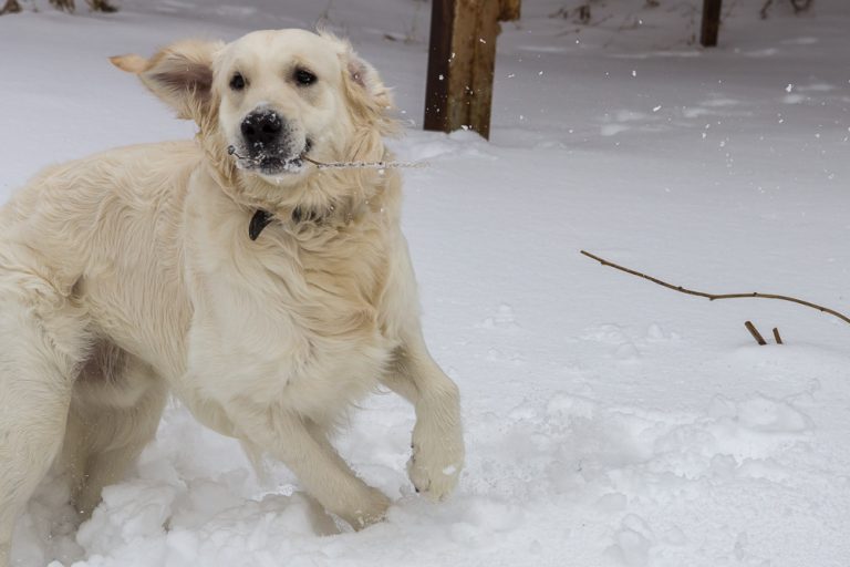 Snow dog © Tatiana Gladchenko