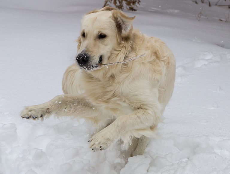 Snow dog © Tatiana Gladchenko