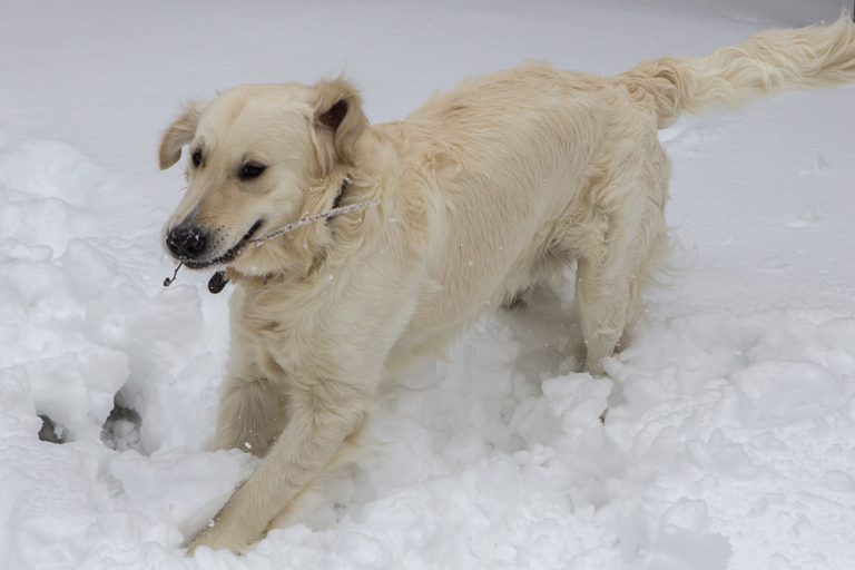Snow dog © Tatiana Gladchenko