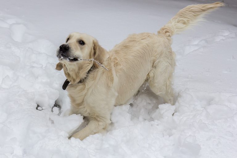 Snow dog © Tatiana Gladchenko