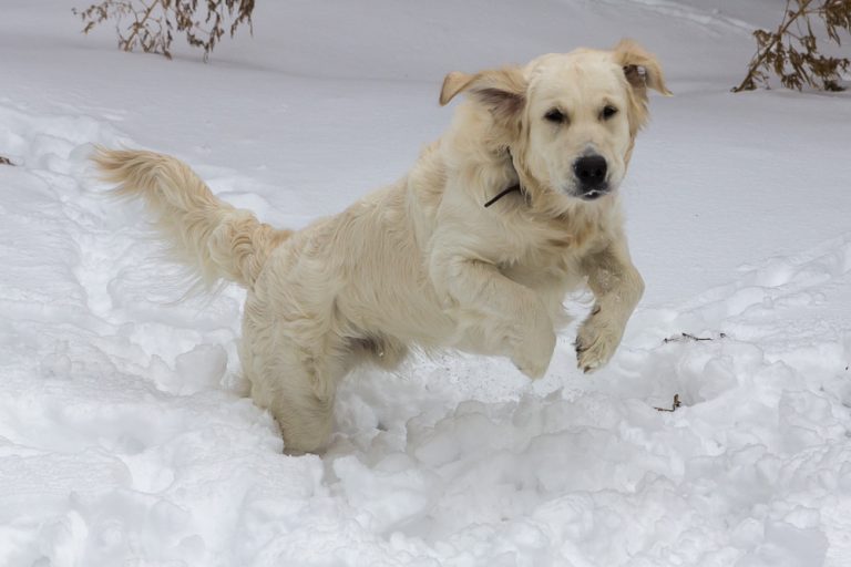 Snow dog © Tatiana Gladchenko