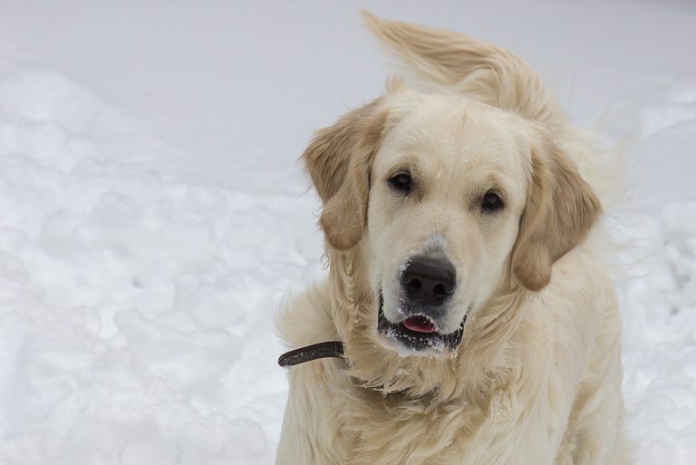 Snow dog © Tatiana Gladchenko