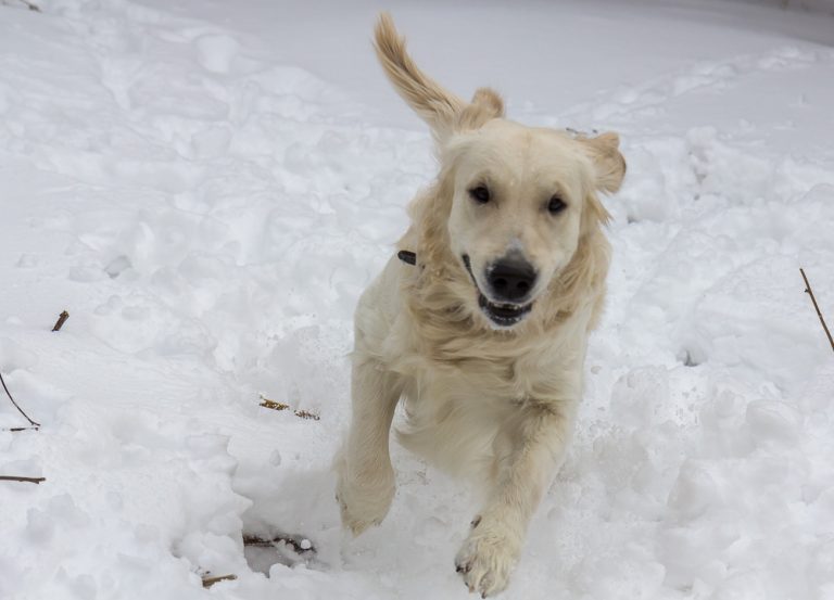 Snow dog © Tatiana Gladchenko