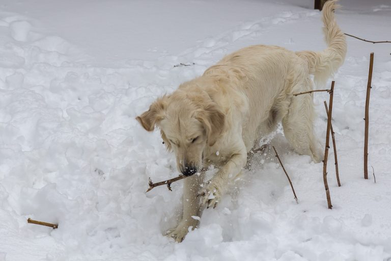 Snow dog © Tatiana Gladchenko