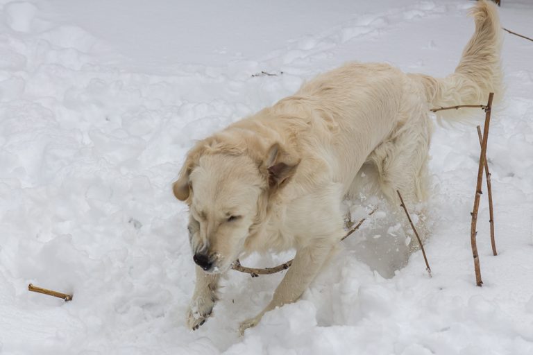 Snow dog © Tatiana Gladchenko