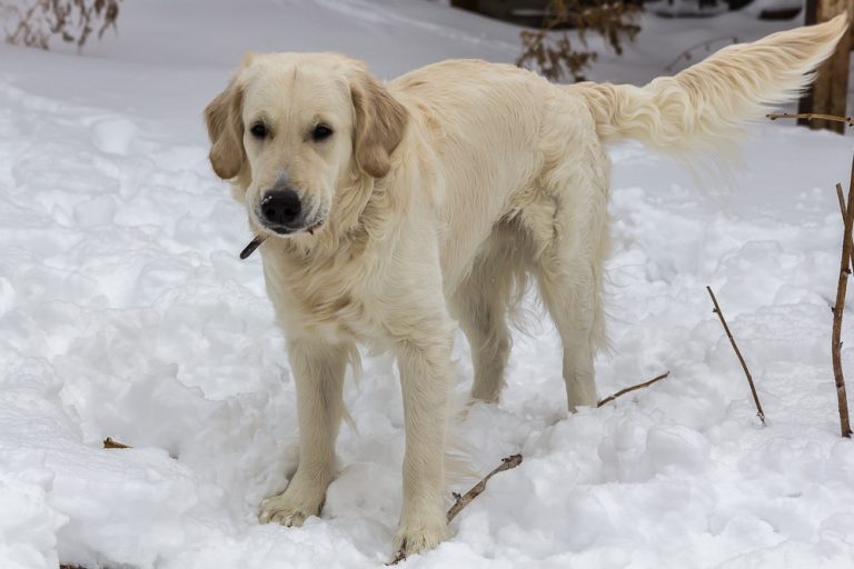 Snow dog © Tatiana Gladchenko