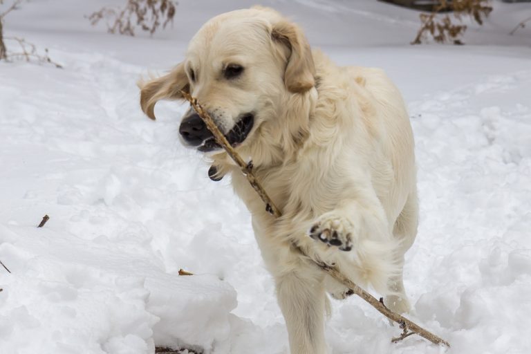 Snow dog © Tatiana Gladchenko