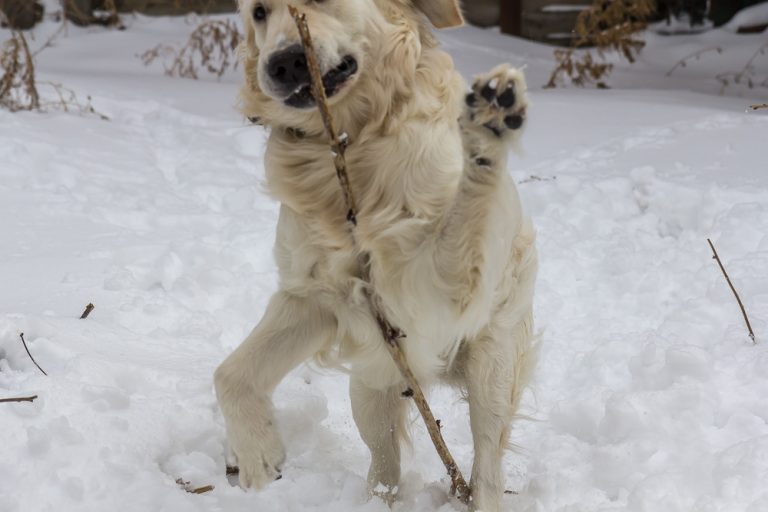 Snow dog © Tatiana Gladchenko