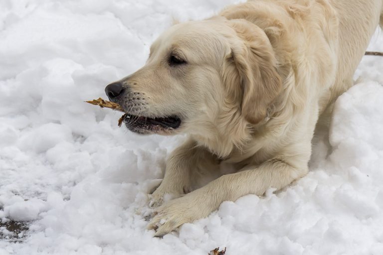 Snow dog © Tatiana Gladchenko