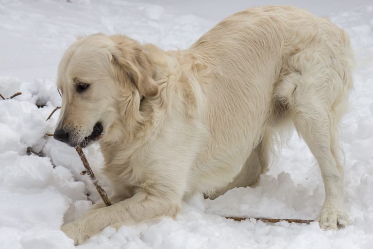 Snow dog © Tatiana Gladchenko