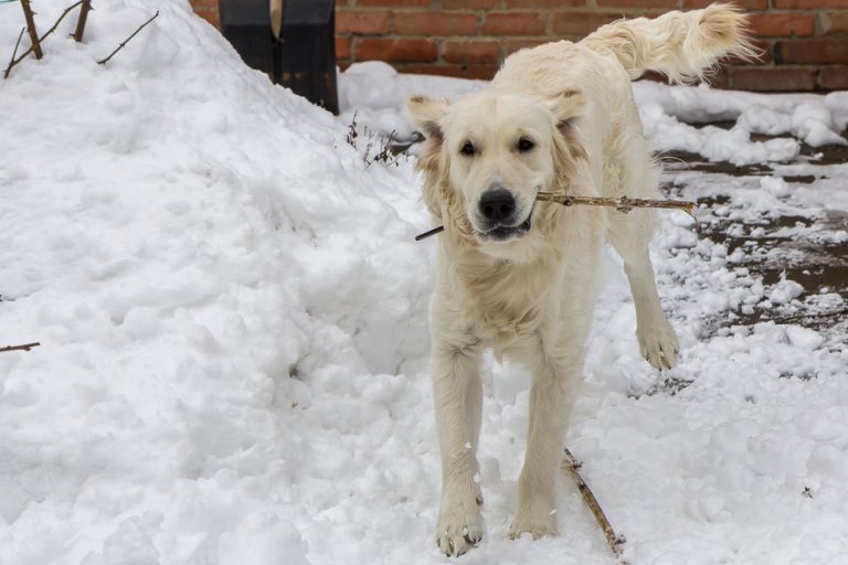 Snow dog © Tatiana Gladchenko