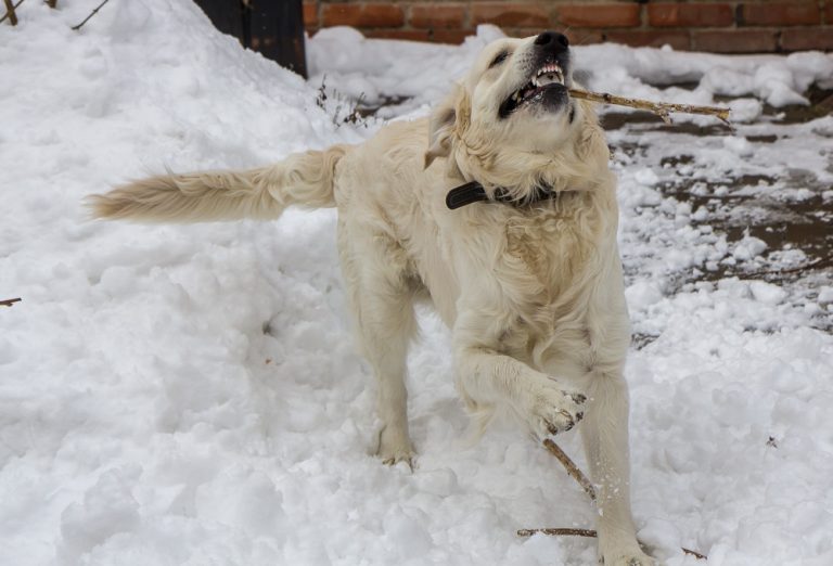 Snow dog © Tatiana Gladchenko