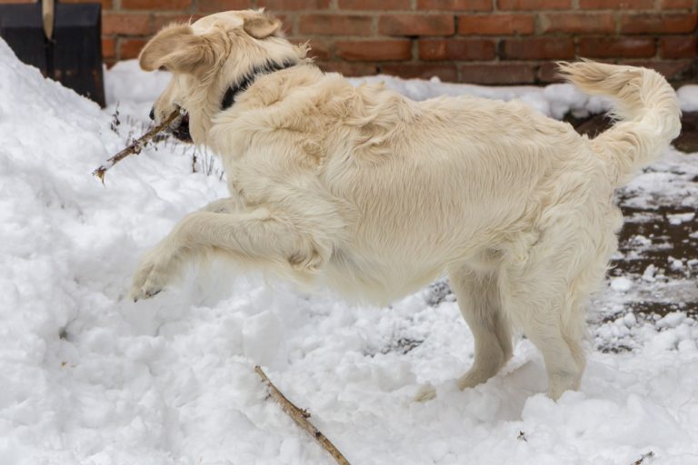 Snow dog © Tatiana Gladchenko