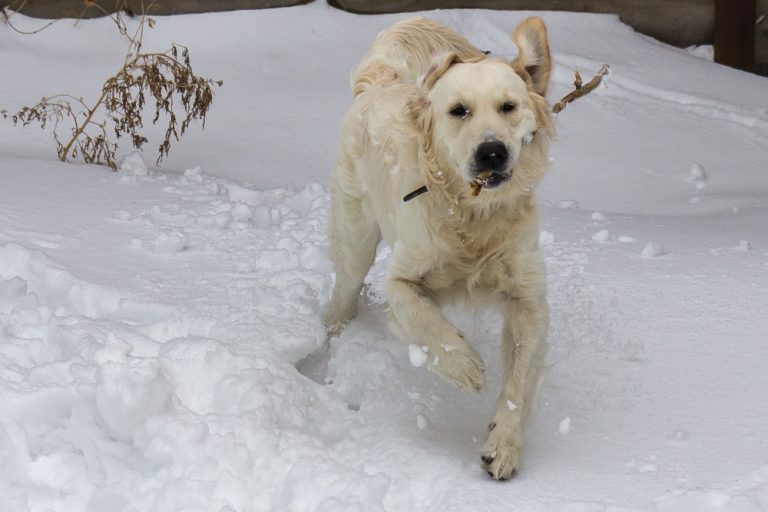 Snow dog © Tatiana Gladchenko