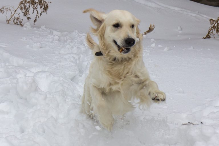 Snow dog © Tatiana Gladchenko