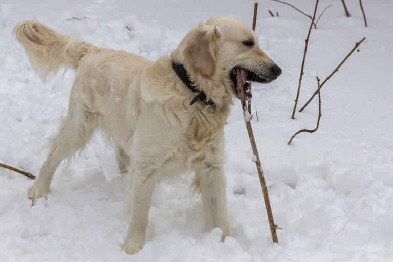 Snow dog © Tatiana Gladchenko