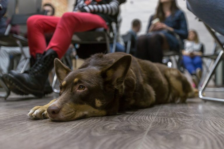 WoW-Dog-Family_meeting © Tatiana Gladchenko
