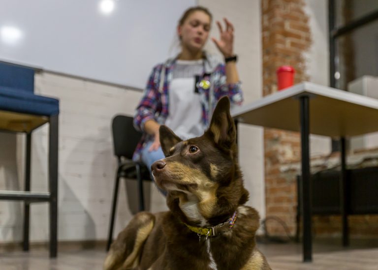 WoW-Dog-Family_meeting © Tatiana Gladchenko