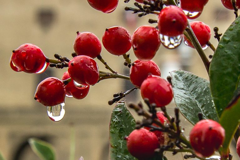 Rain-in-the-World 2014 © Tatiana Gladchenko