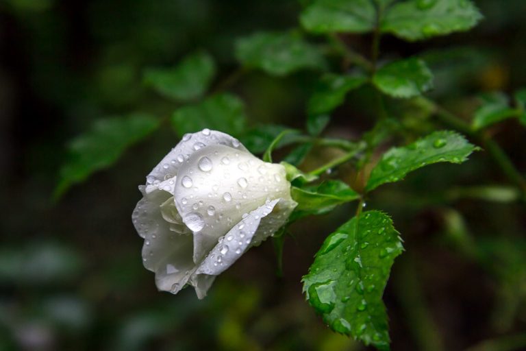Rain-in-the-World 2014 © Tatiana Gladchenko