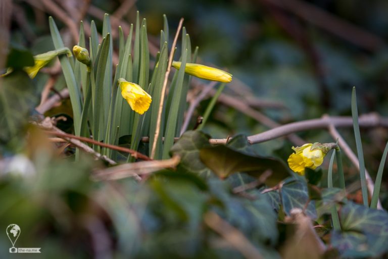 Daffodil 2018 © Tatiana Gladchenko