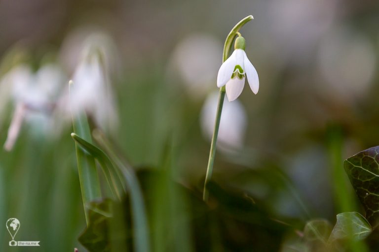 Snowdrop © Tatiana Gladchenko
