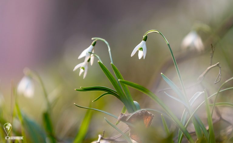 Snowdrop 2018 © Tatiana Gladchenko