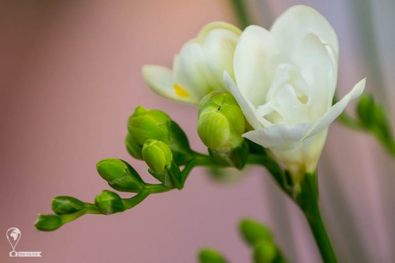 Keukenhof 2018 © Tatiana Gladchenko