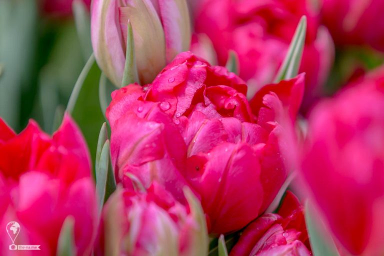 Keukenhof 2018 © Tatiana Gladchenko