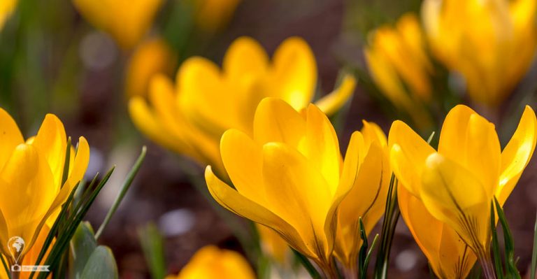 Keukenhof 2018 © Tatiana Gladchenko