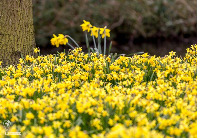 Keukenhof 2018 © Tatiana Gladchenko