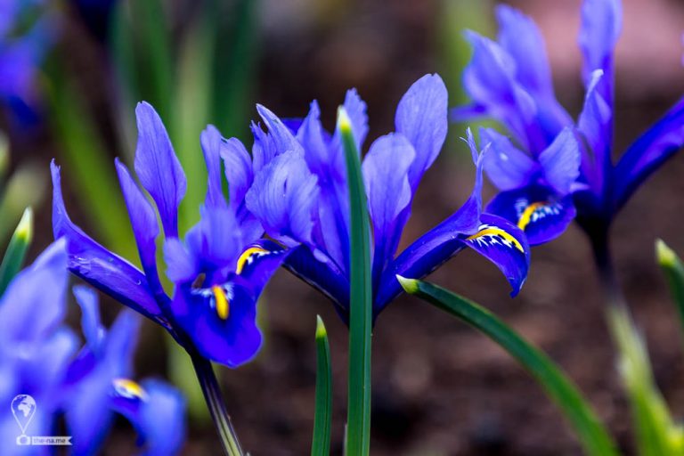 Keukenhof 2018 © Tatiana Gladchenko