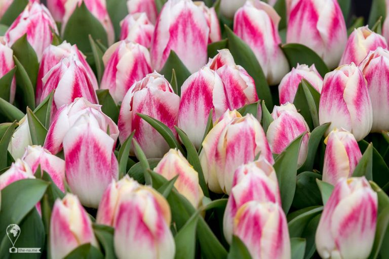 Keukenhof 2018 © Tatiana Gladchenko