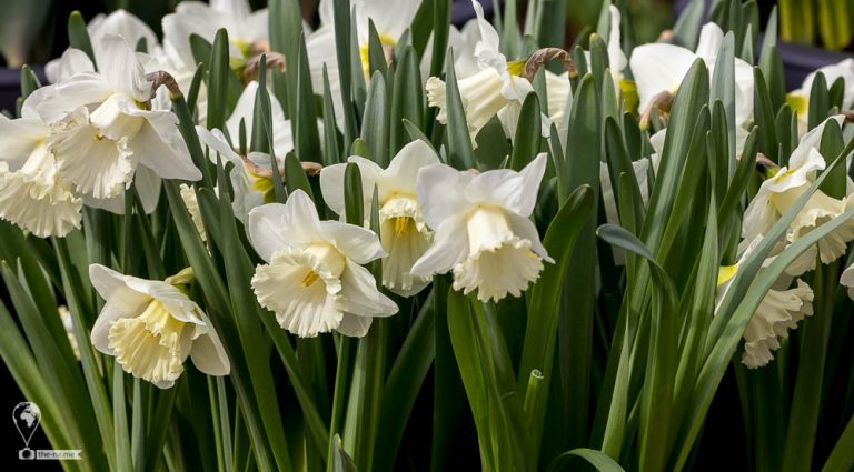 Keukenhof 2018 © Tatiana Gladchenko