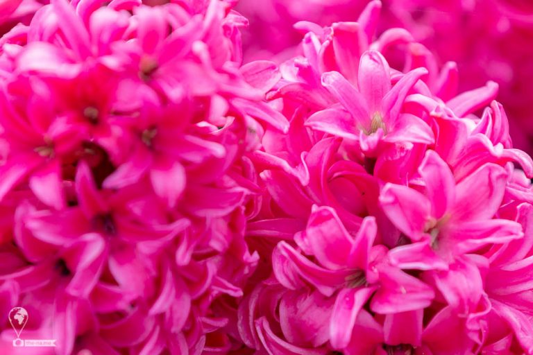 Keukenhof 2018 © Tatiana Gladchenko