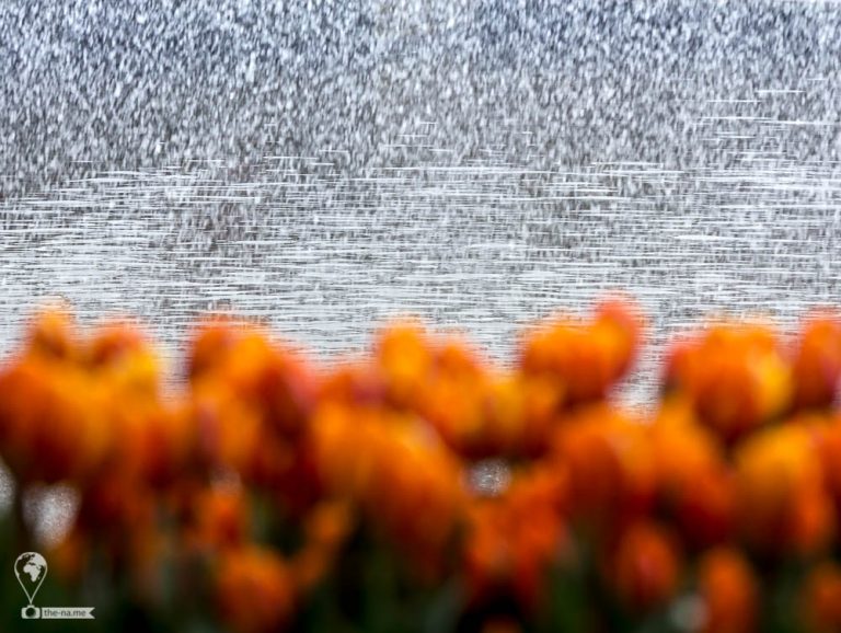 Keukenhof 2018 © Tatiana Gladchenko