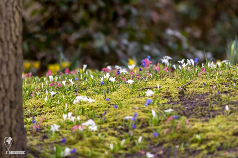 Keukenhof 2018 © Tatiana Gladchenko