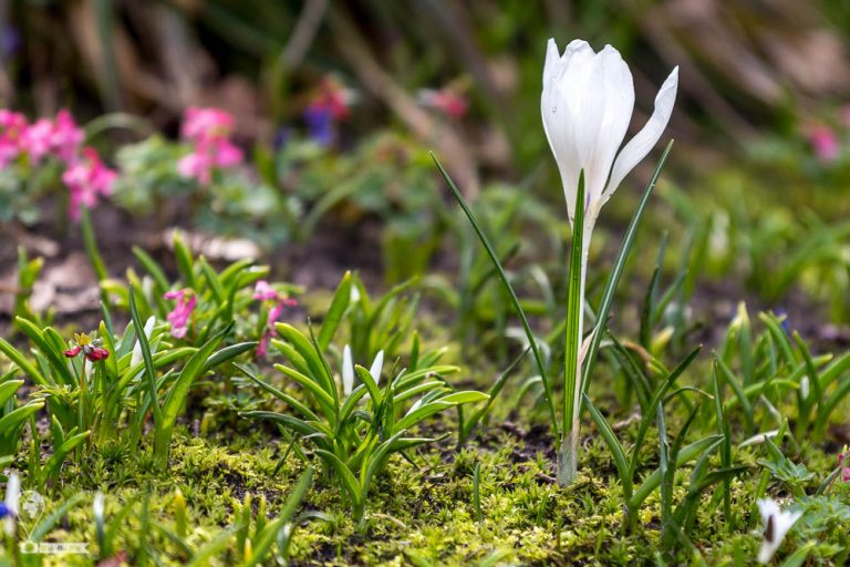 Keukenhof 2018 © Tatiana Gladchenko