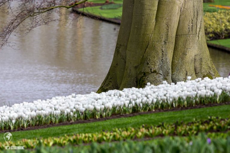 Keukenhof 2018 © Tatiana Gladchenko