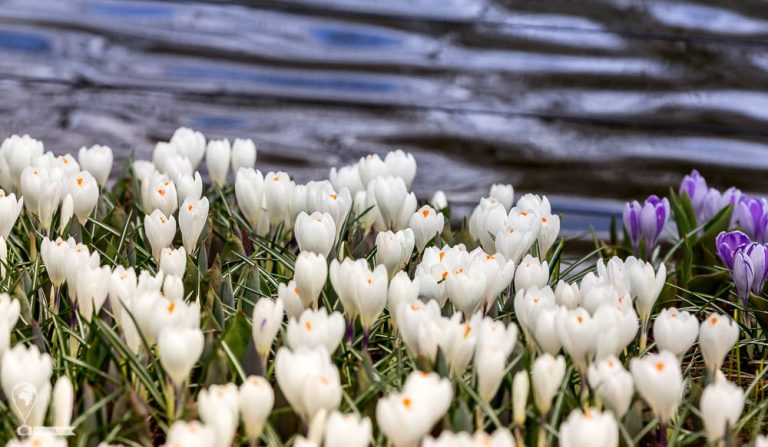 Keukenhof 2018 © Tatiana Gladchenko
