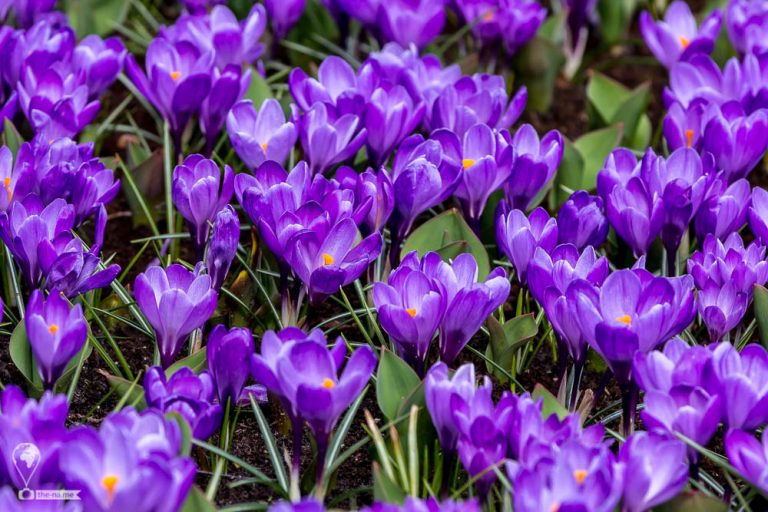 Keukenhof 2018 © Tatiana Gladchenko